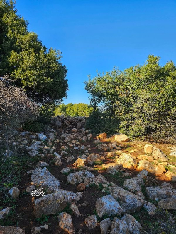 صور من أحراش قرية سيريس في محافظة جنين، بعدسة: أ. يوسف عودة