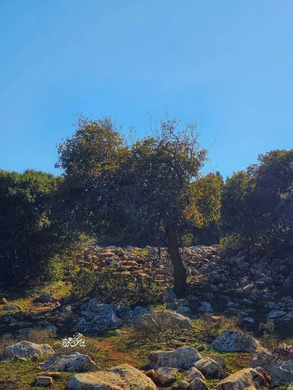 صور من أحراش قرية سيريس في محافظة جنين، بعدسة: أ. يوسف عودة