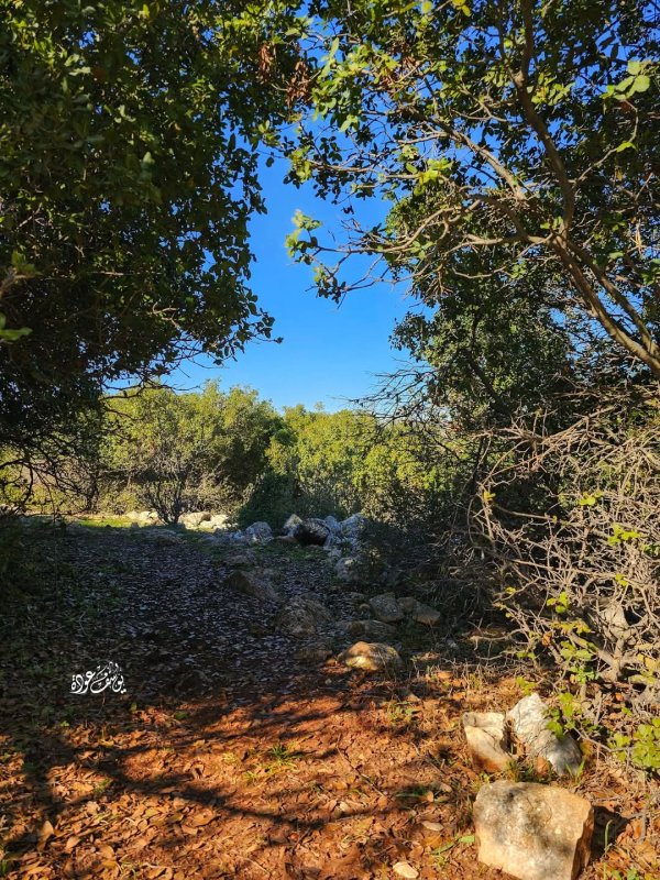 صور من أحراش قرية سيريس في محافظة جنين، بعدسة: أ. يوسف عودة