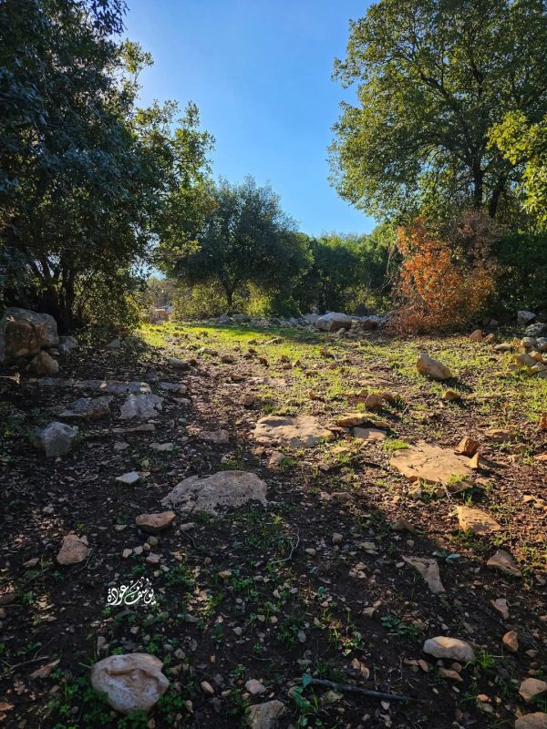 صور من أحراش قرية سيريس في محافظة جنين، بعدسة: أ. يوسف عودة