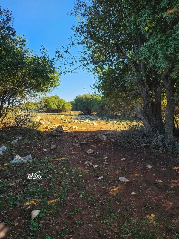 صور من أحراش قرية سيريس في محافظة جنين، بعدسة: أ. يوسف عودة