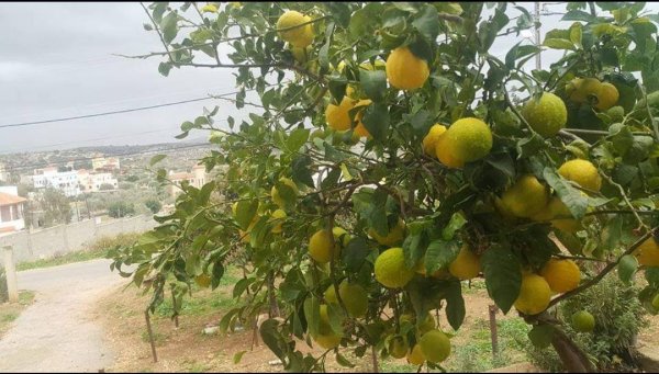  | موسوعة القرى الفلسطينية