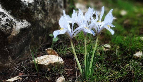  | موسوعة القرى الفلسطينية