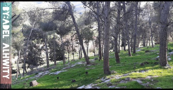  | موسوعة القرى الفلسطينية