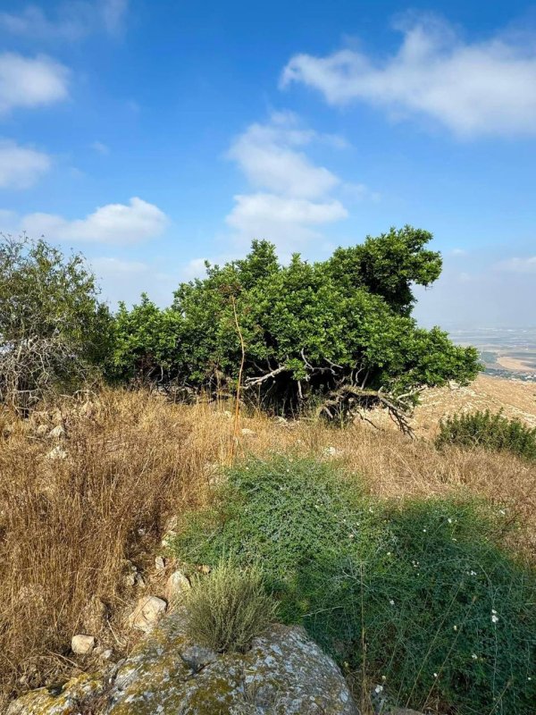  | موسوعة القرى الفلسطينية