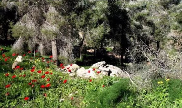 صور من قرية نورس المهجرة قضاء جنين