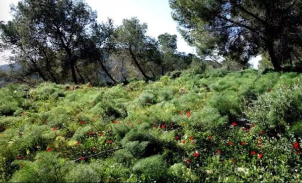 صور من قرية نورس المهجرة قضاء جنين