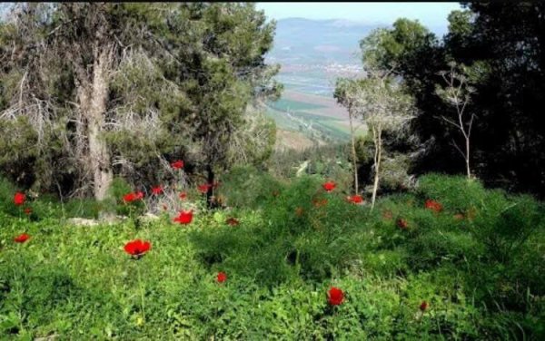 صور من قرية نورس المهجرة قضاء جنين
