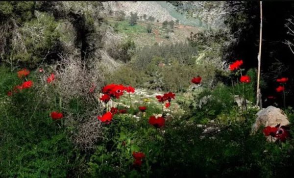 صور من قرية نورس المهجرة قضاء جنين