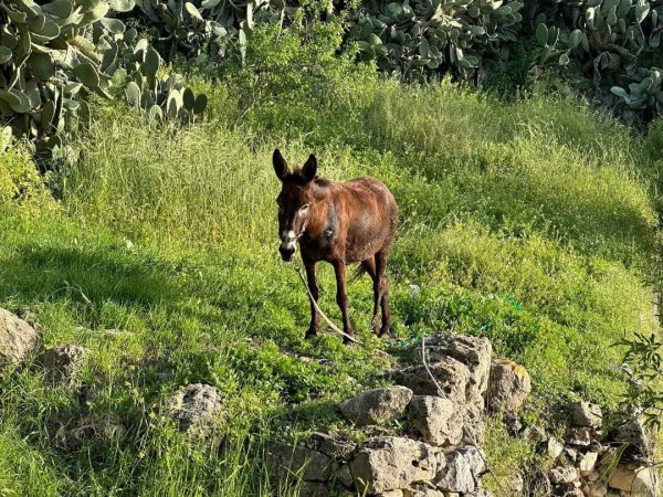  | موسوعة القرى الفلسطينية