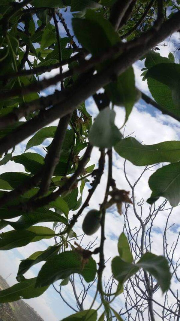  | موسوعة القرى الفلسطينية