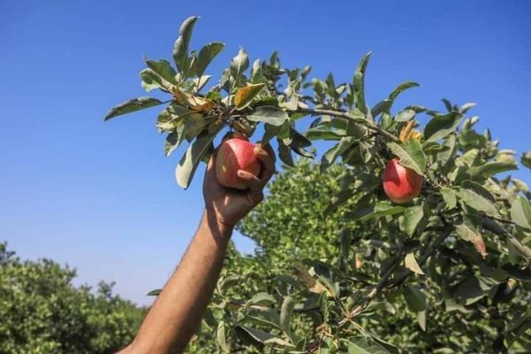  | موسوعة القرى الفلسطينية