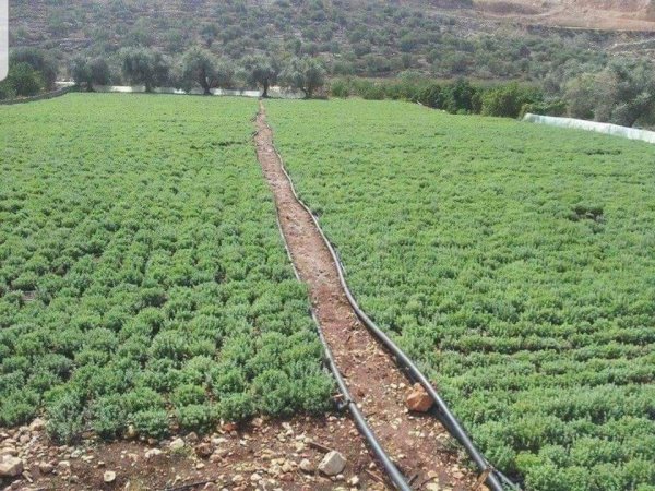  | موسوعة القرى الفلسطينية