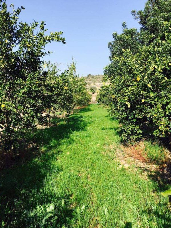  | موسوعة القرى الفلسطينية