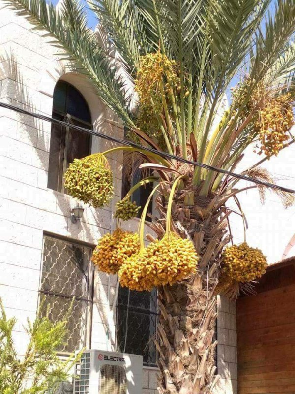  | موسوعة القرى الفلسطينية