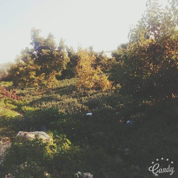  | موسوعة القرى الفلسطينية