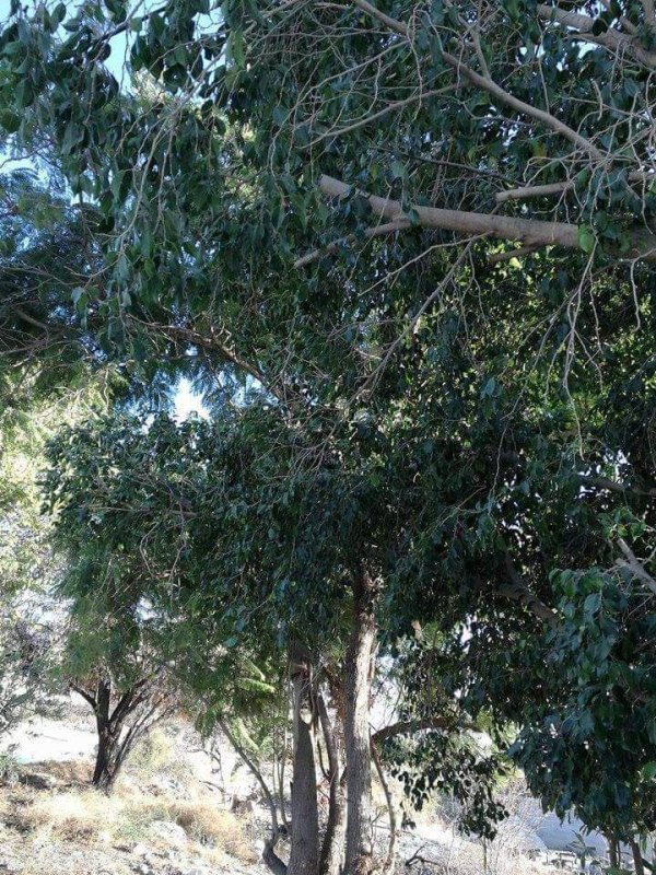  | موسوعة القرى الفلسطينية