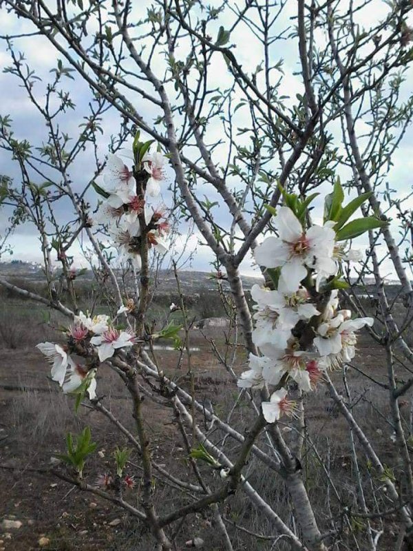  | موسوعة القرى الفلسطينية