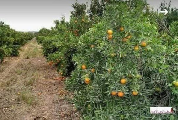  | موسوعة القرى الفلسطينية