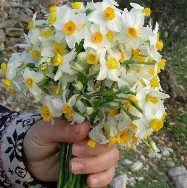  | موسوعة القرى الفلسطينية