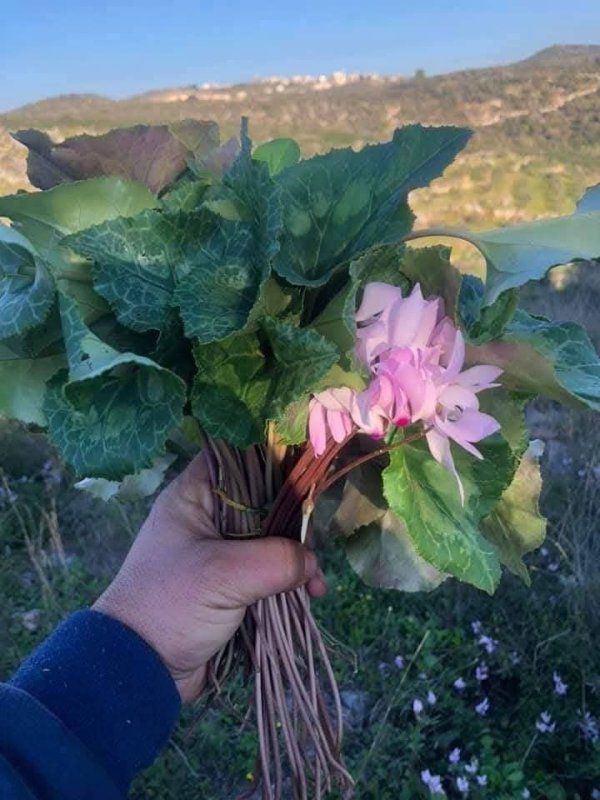  | موسوعة القرى الفلسطينية