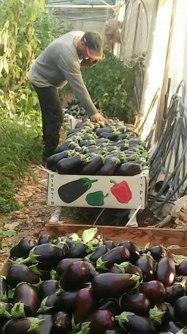  | موسوعة القرى الفلسطينية