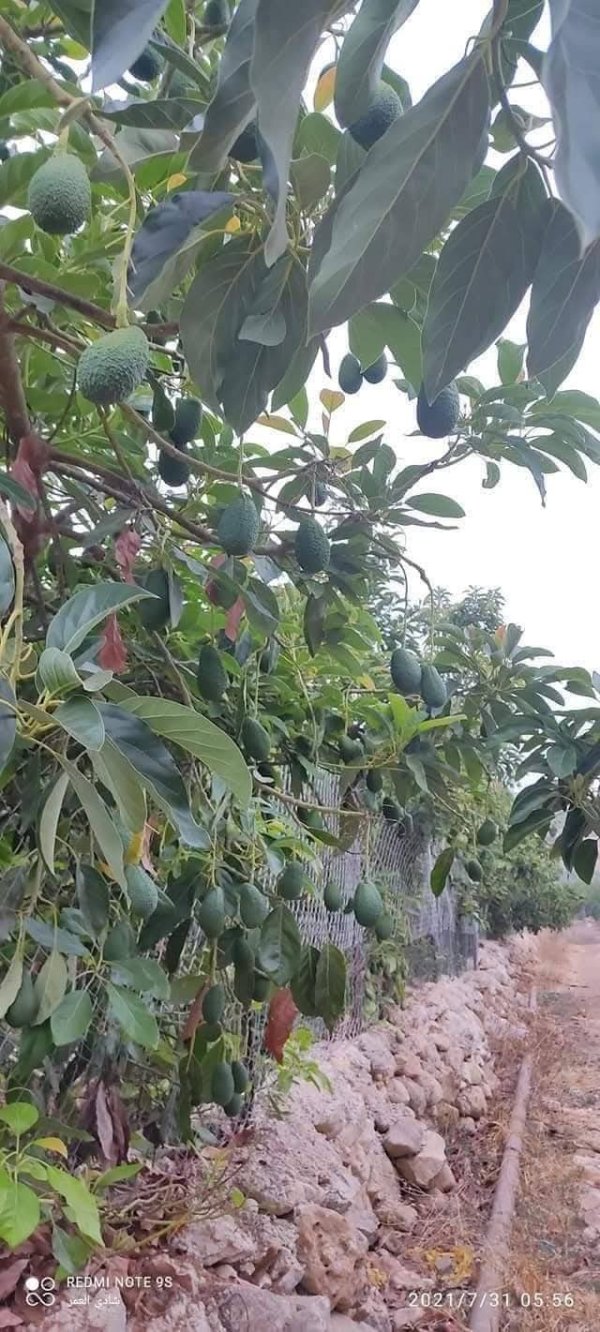  | موسوعة القرى الفلسطينية