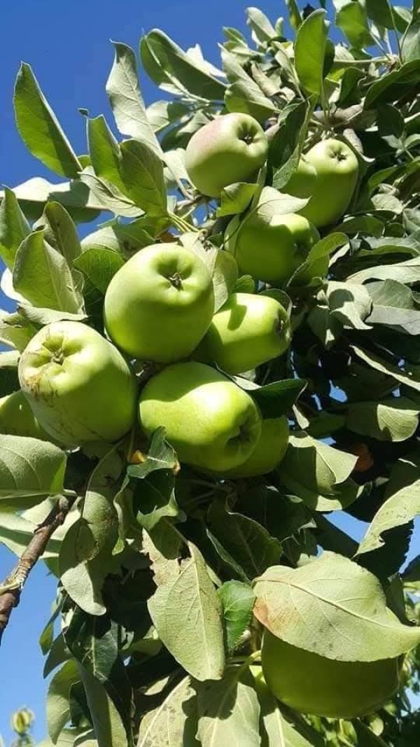  | موسوعة القرى الفلسطينية