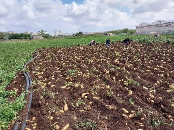  | موسوعة القرى الفلسطينية