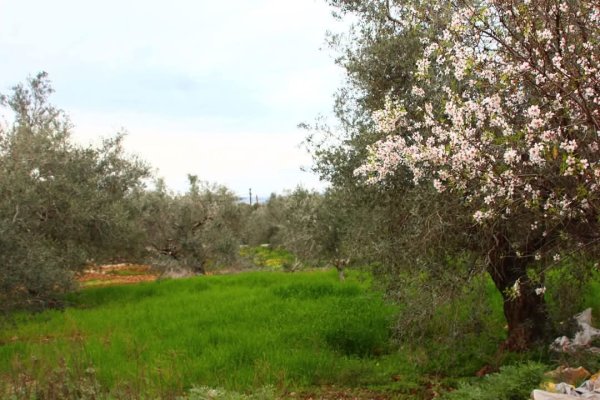  | موسوعة القرى الفلسطينية