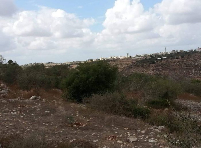 عَسْلَة/ خربة عَسْلَة- من قرى طولكرم سابقاً  | موسوعة القرى الفلسطينية