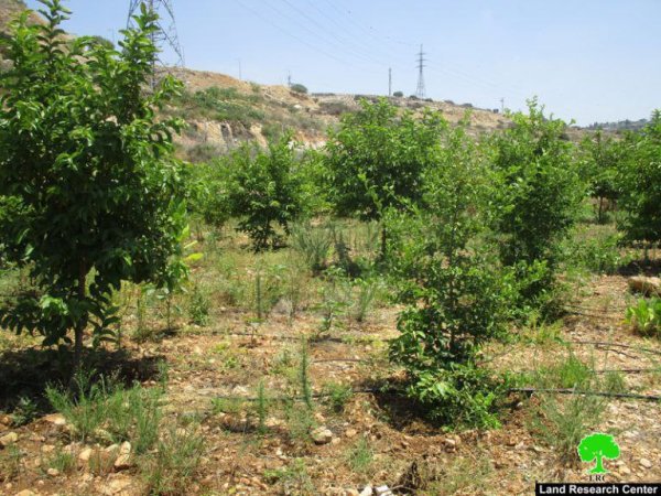  | موسوعة القرى الفلسطينية