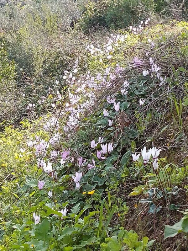  | موسوعة القرى الفلسطينية