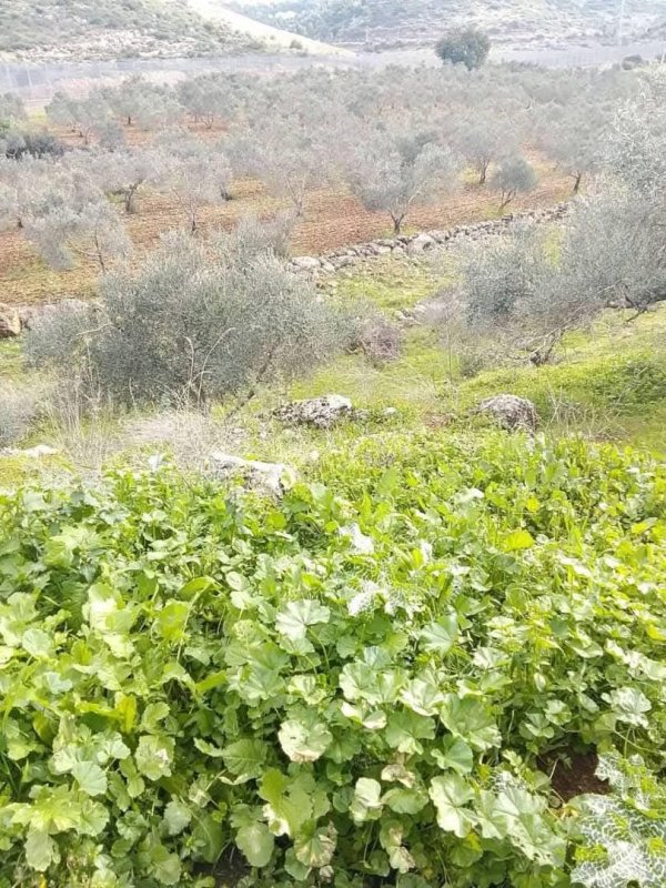  | موسوعة القرى الفلسطينية