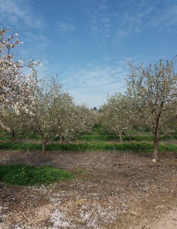 صور من مستوطنة سريد المقامة على أراضي قرية خنيفيس المهجرة