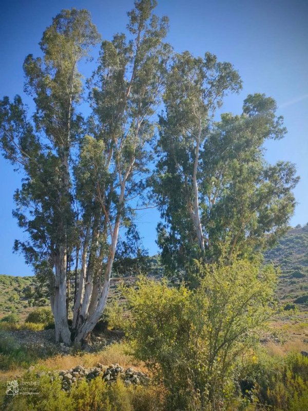  | موسوعة القرى الفلسطينية