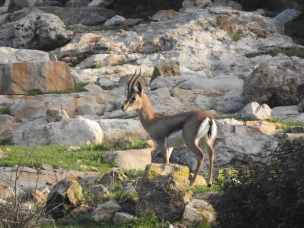 | موسوعة القرى الفلسطينية