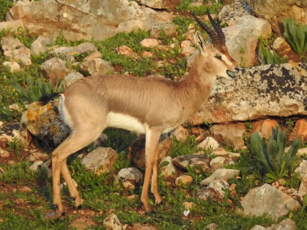  | موسوعة القرى الفلسطينية