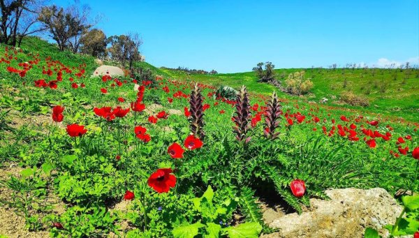  | موسوعة القرى الفلسطينية