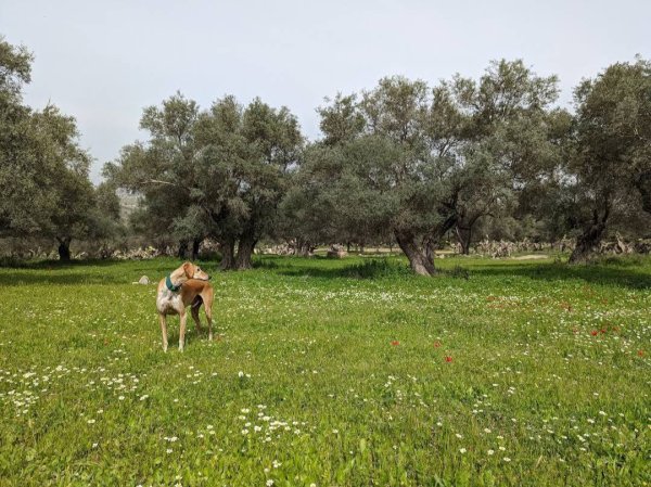  | موسوعة القرى الفلسطينية