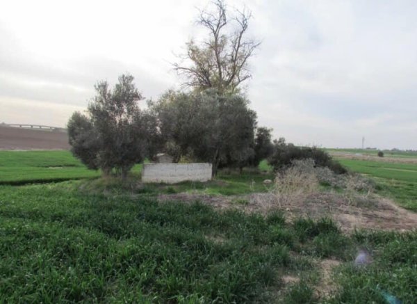 قرية جليا / الرملة