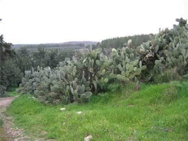  | موسوعة القرى الفلسطينية