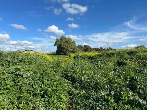 قرية التينة / الرملة