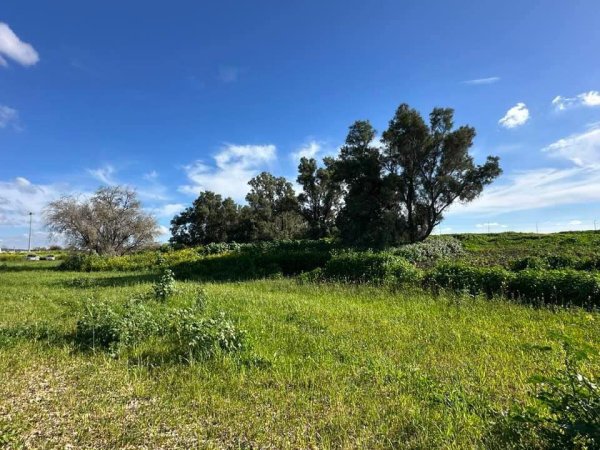 قرية التينة / الرملة