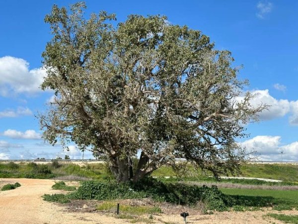 قرية التينة / الرملة