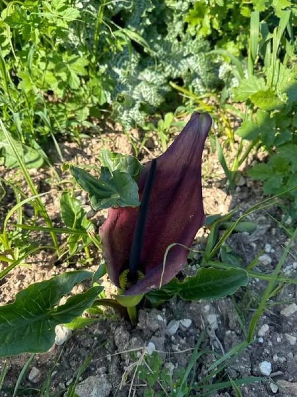 قرية التينة / الرملة