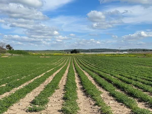 قرية التينة / الرملة