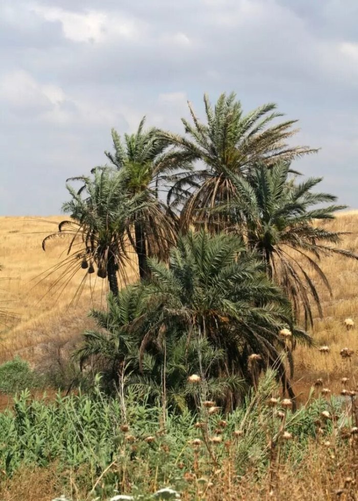 الغَزَّاويَّة