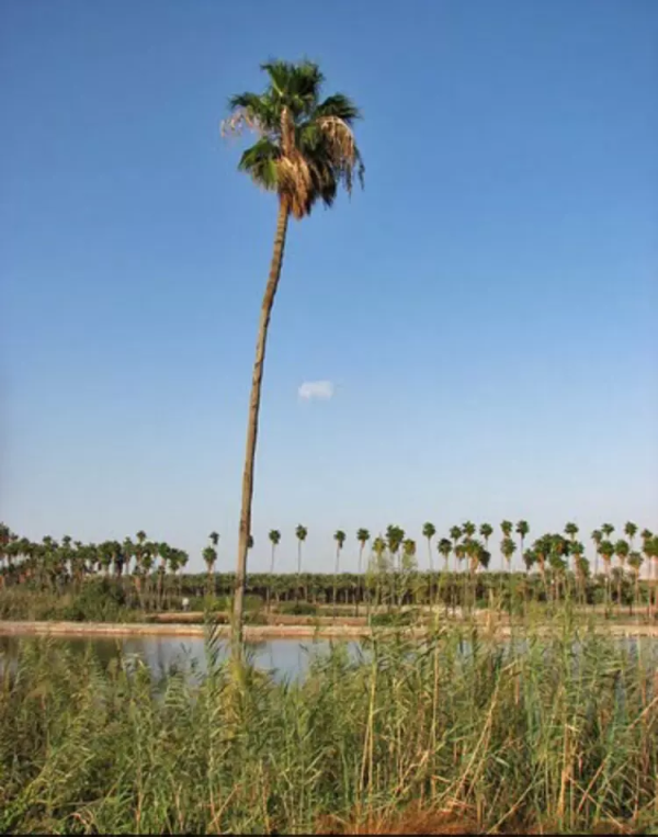 أراضي القرية