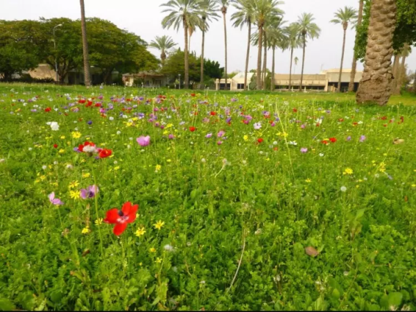 أراضي القرية